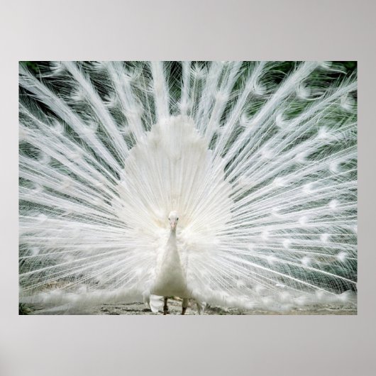 WHITE PEACOCK POSTER (Voorkant)