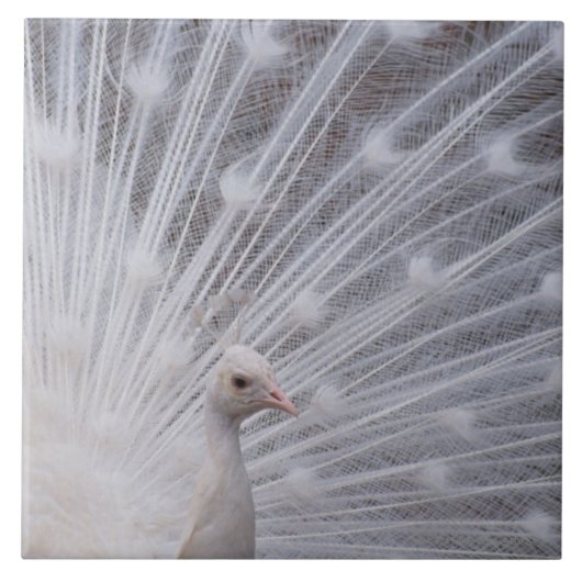 White Peacock Tegeltje (Voorkant)