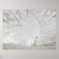 White Peacock, verbluffende foto