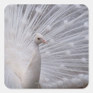 White Peacock Vierkante Sticker