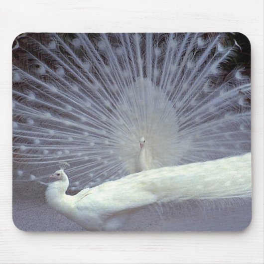 White Peacocks Mousepad Muismat (Voorkant)