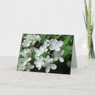 White Pee Gee Hydrangea Flowers Blank Note Card Kaart