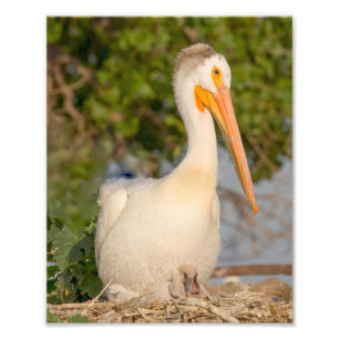 White Pelican met Baby fotografie Print Foto Afdruk