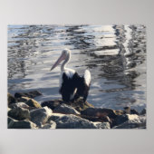 White Pelican Poster (Voorkant)