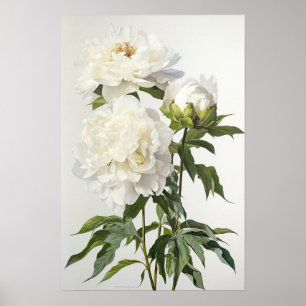 White Peonies Flower Art Imprimer Poster