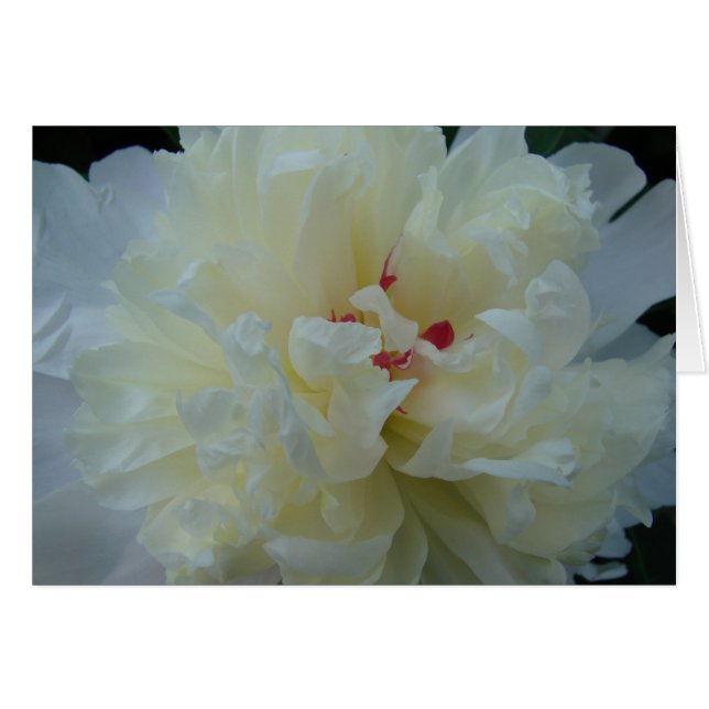 White Peony (Voorkant Horizontaal)
