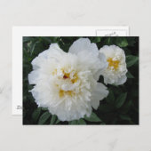 White Peony briefkaart (Voorkant / Achterkant)