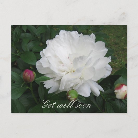 White Peony Briefkaart (Voorkant)