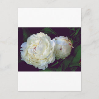 White Peony Briefkaart