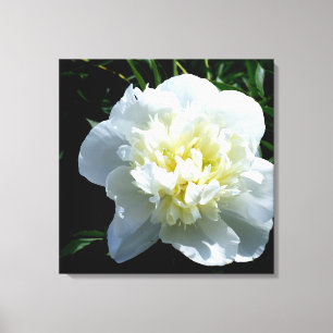 White Peony Canvas Afdruk