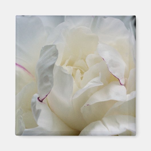 White Peony Close Up Flower Photo Magnet (Devant)