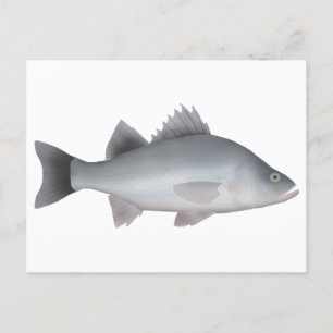 White Perch Briefkaart