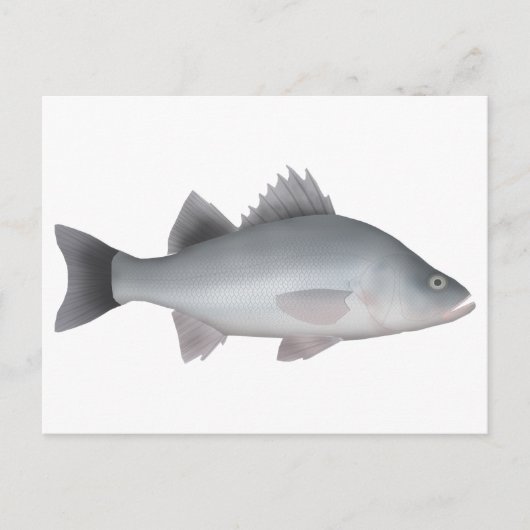 White Perch Briefkaart (Voorkant)