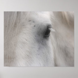 White Percheron Horse Eye Poster