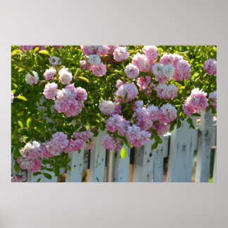 White Picket Fence with Rozen Poster