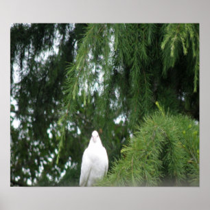 White Pigeon Print