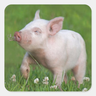 White Piglet maakt een ventilator Vierkante Sticker
