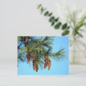 White Pine Tree Pine Cone Foto Briefkaart (Staand voorkant)