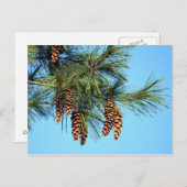 White Pine Tree Pine Cone Foto Briefkaart (Voorkant / Achterkant)