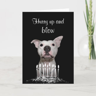White Pitbull Birthday Kaart