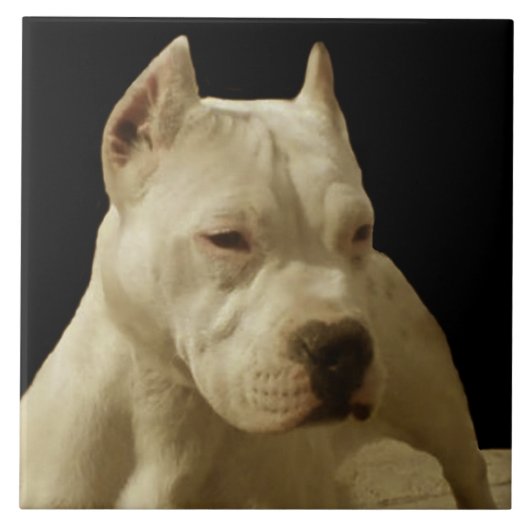 White Pitbull Terrier Tegeltje (Voorkant)