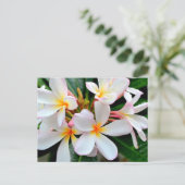 White Plumeria Briefkaart (Staand voorkant)