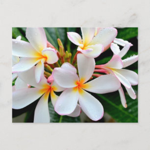 White Plumeria Briefkaart