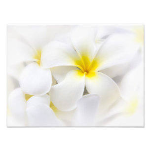 White Plumeria Flower Frangipani Floral Flowers Foto Afdruk