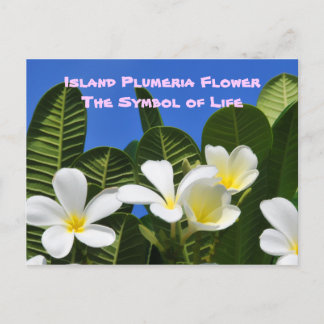 White Plumeria Flower Hawaiian Briefkaart