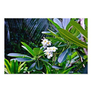 White Plumeria Flowers Foto Afdruk