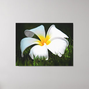 White Plumeria Frangipani Hawaii Flower Canvas Afdruk