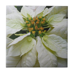 White Poinsettia Elegant Kerstfeestdag Floral Tegeltje