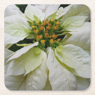 White Poinsettia Elegant Kerstfeestdag Floral Vierkante Kartonnen Onderzetter