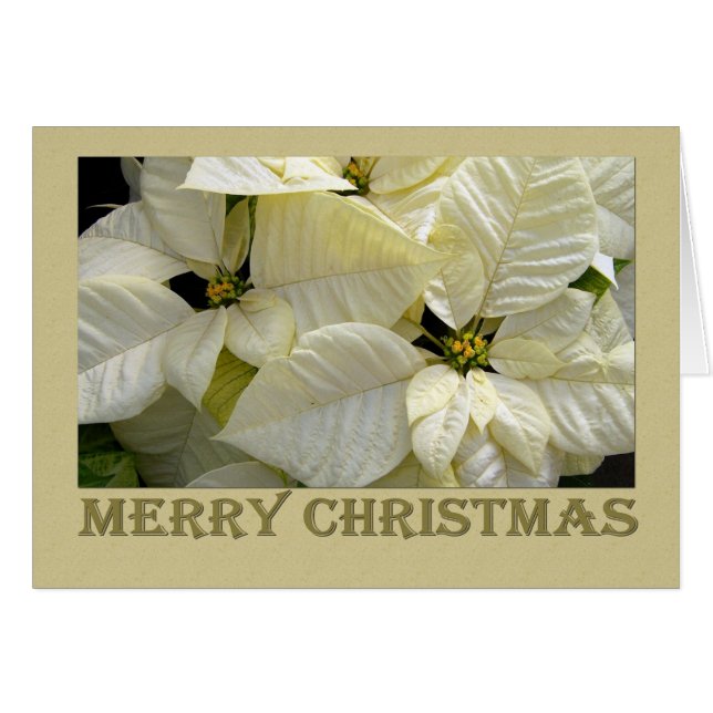 White Poinsettia kerst (Voorkant Horizontaal)