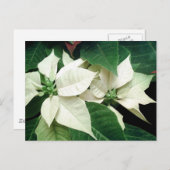 White Poinsettias Briefkaart (Voorkant / Achterkant)