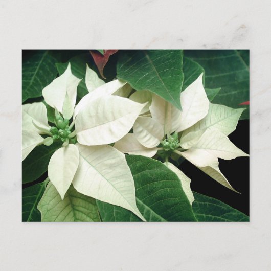 White Poinsettias Briefkaart (Voorkant)