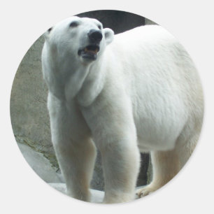 White Polar Beer Sticker