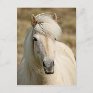 White Pony Briefkaart