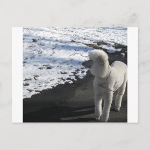 White Poodle by the Snow Briefkaart