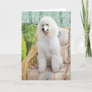 White Poodle Kaart
