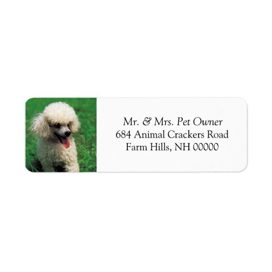 White Poodle Retourner Adresse Mail Stickers Étiqu (Devant)
