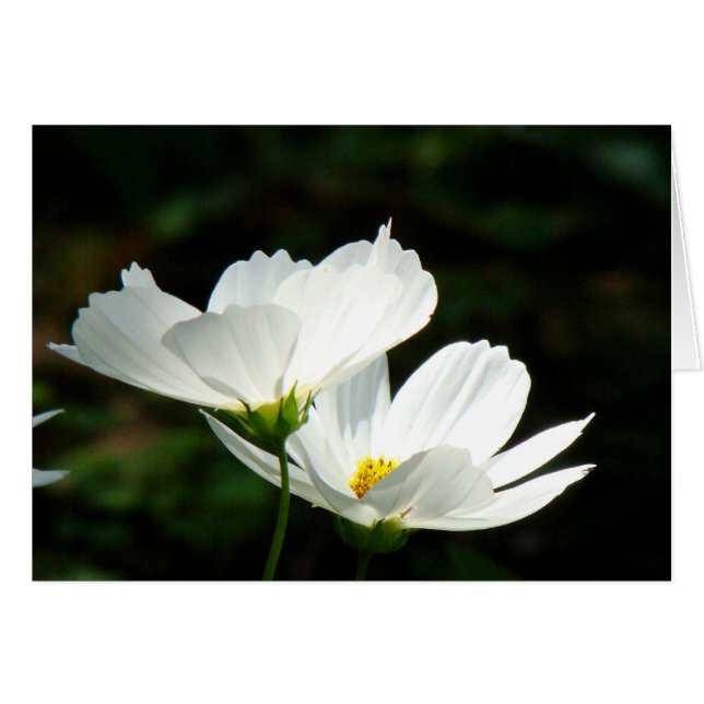 White Poppies Flowers Card (Voorkant Horizontaal)