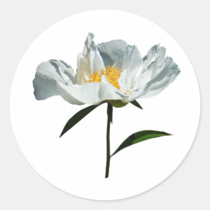 White Poppy Profile Ronde Sticker
