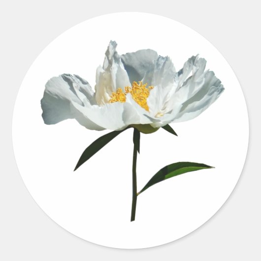 White Poppy Profile Ronde Sticker (Voorkant)