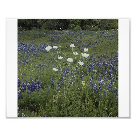 White Prickly Poppys Foto Afdruk (Voorkant)