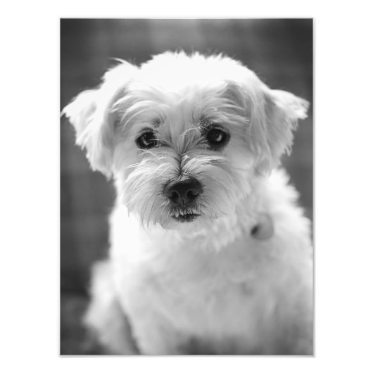 White Puppy Dog - Goedemorgen! Foto Afdruk (Voorkant)