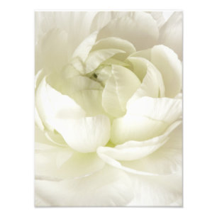 White Ranunculus High Key Flower Sjabloon Custom Foto Afdruk
