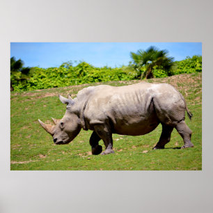White rhinoceros walking on grass poster