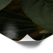 White Rhododendron Blooms Photo Glossy Perfect Poster (Hoek)