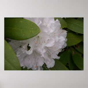 White Rhododendrons Rhododendron Flowers Poster